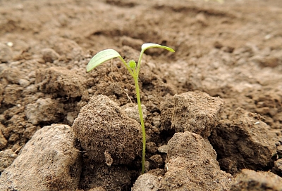 Пять причин, из-за которых ваши семена медленно всходят 