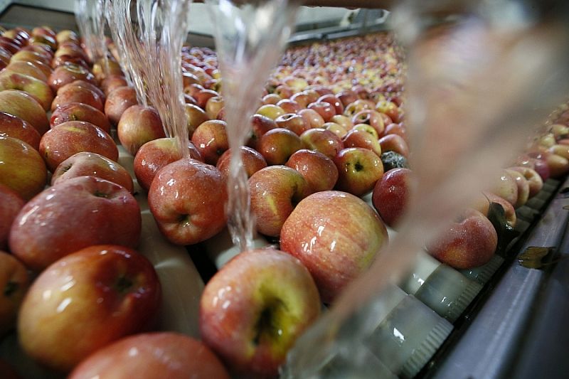 Кубанская агрофирма по нацпроекту оптимизирует процесс упаковки яблок