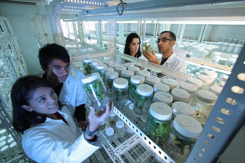 Российские ученые разрабатывают лекарство от тромбоза при COVID-19 из водорослей