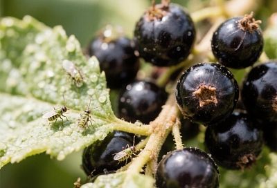 Тля на смородине: откуда берется, чем обработать  и как  от нее избавиться. Есть простое решение