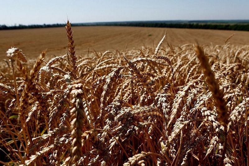 Начинающие фермеры Краснодарского края получат гранты на общую сумму более 65 млн рублей