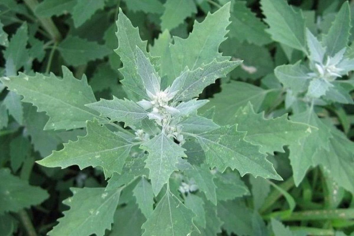 В огороде – лебеда: советую в наступающем сезоне посадить это растение, вы поразитесь его полезности