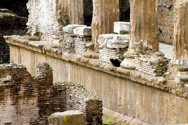 Цезарь или кошки захватили Рим?