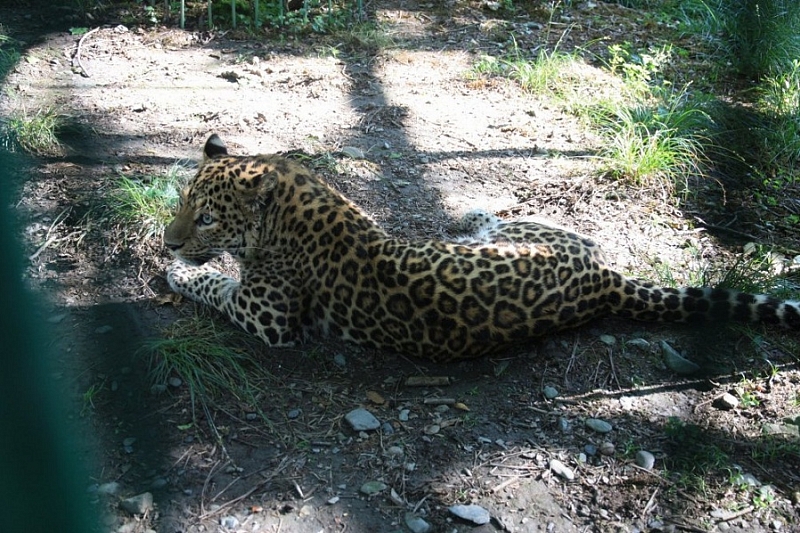 В День леопарда 15 июля на Красной Поляне в Сочи откроют Арт-резиденцию