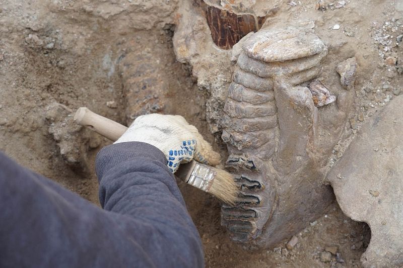 Кости древних слонов и носорогов обнаружили археологи в Тамани 