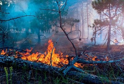 Ущерб на 13 млн рублей: житель Геленджика осужден за поджог леса