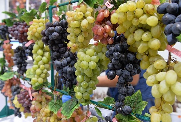 Красота от лозы: свойства винограда, о которых должна знать каждая женщина