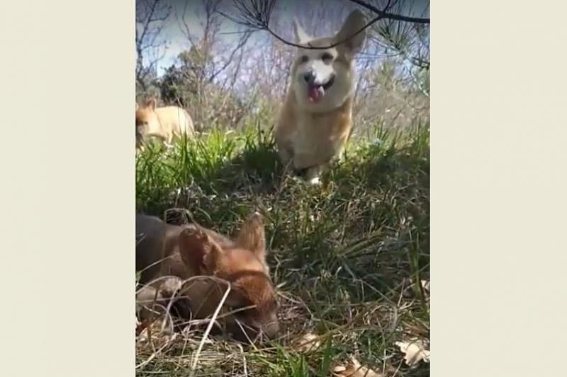 В Сафари-парке Геленджика корги воспитывают красных волков