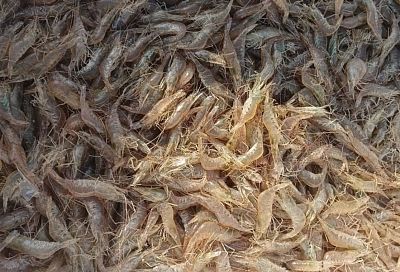 Вылов креветок и моллюсков в Азовском море вышел на исторический максимум