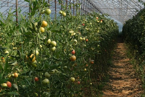 Кубанские фермеры расширяют площади возделывания и ассортимент продукции