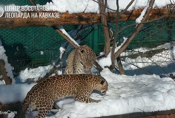 Трехлапая самка леопарда Олимпия из Сочи снова беременна