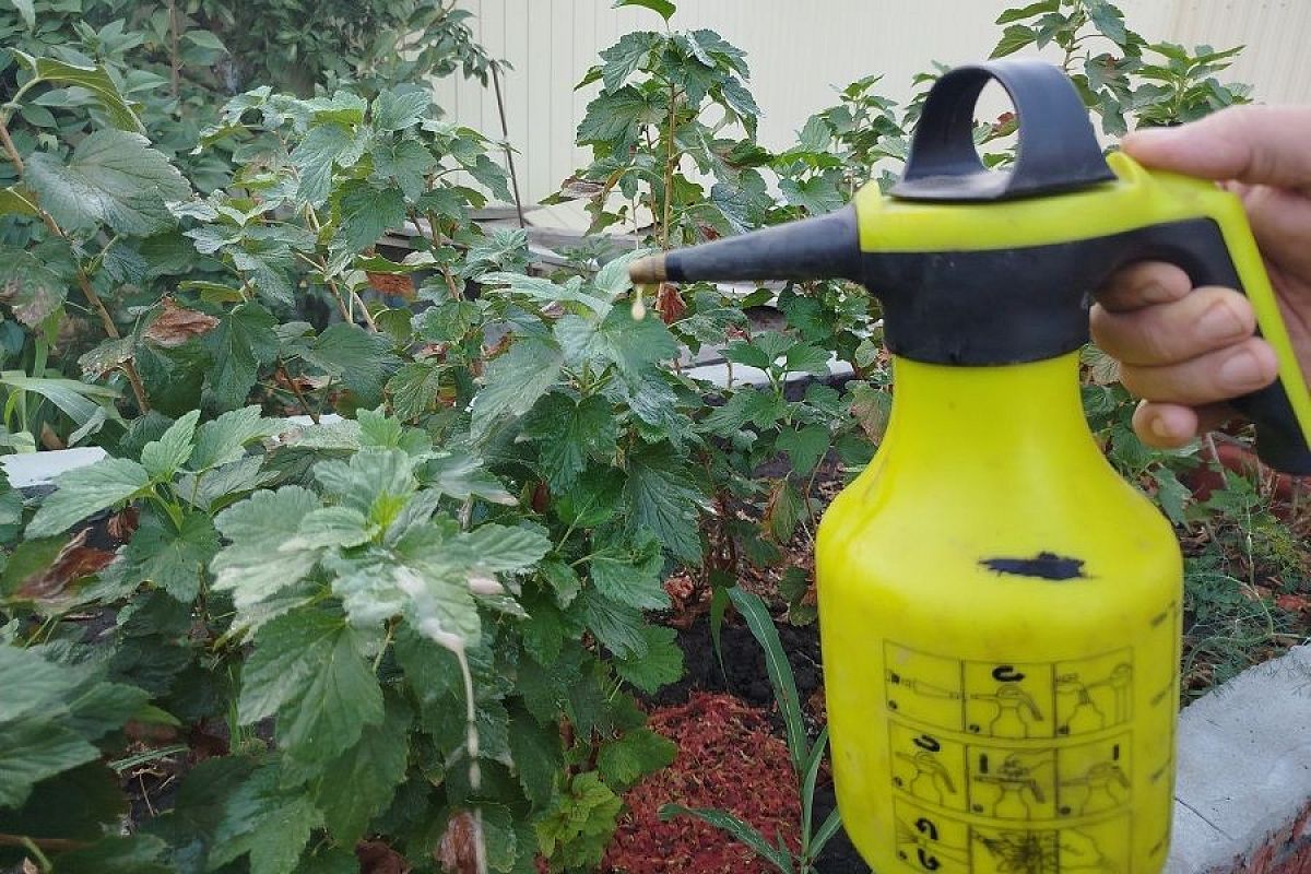 Свежий – слабый: частая причина того, что «Фитоспорин» не действует как надо