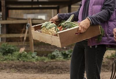 3 золотых правила сбора урожая от опытного огородника, которые гарантированно удивят шикарным результатом