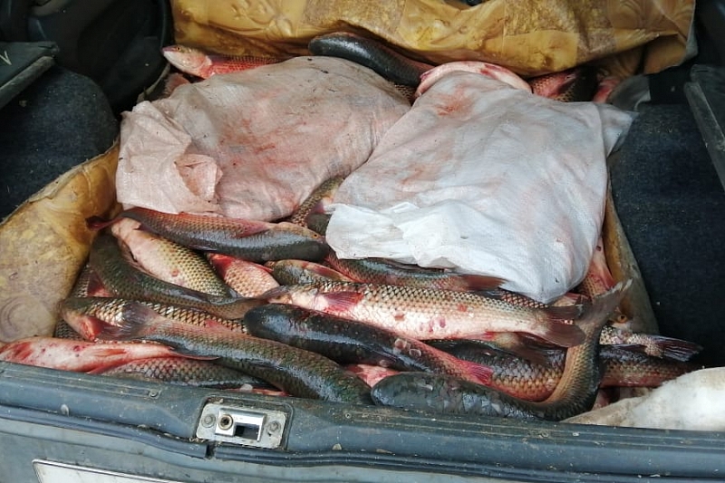 Пограничники нашли в машине жителя Анапы 230 кг незаконно выловленного пиленгаса