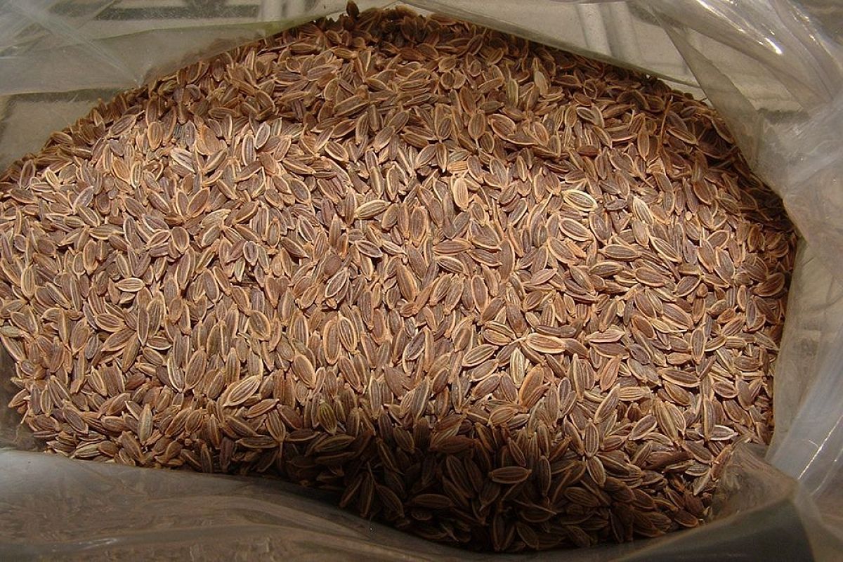 Чистим сосуды семенами укропа с валерианой заранее: всегда ясная голова и давление в норме