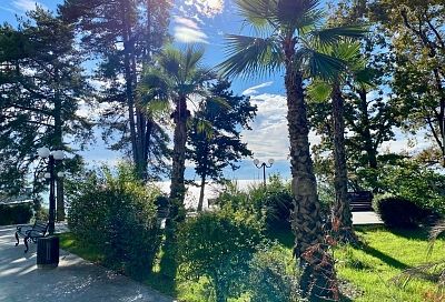 Пальмы, агавы, цитрусовые: более 2,6 тыс. экзотических растений на улицах Сочи подготовят к зиме