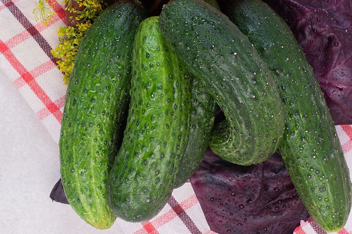 Если огурцы растут кривыми: как за 3 дня вернуть плодам идеальную форму