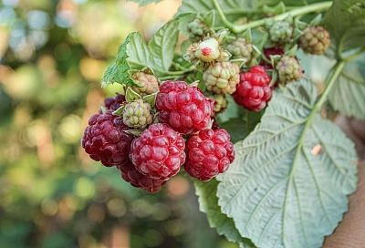 Малине в апреле – как дыхание всему живому: 4 обязательных шага и 1 фатальная ошибка