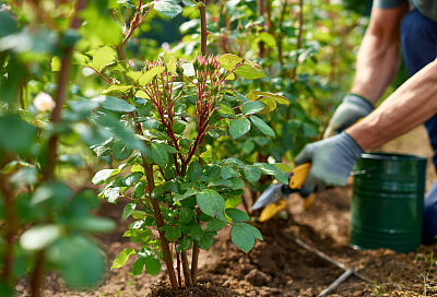 Весенний уход за розами: обрезка, подкормка и обработка от болезней