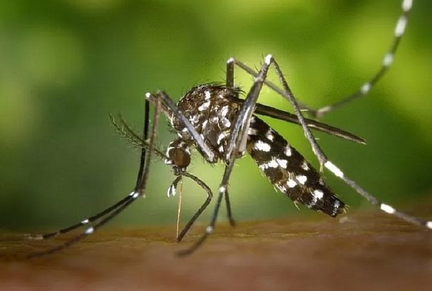 Ученые спрогнозировали рост численности опасных комаров на юге России в сентябре и октябре
