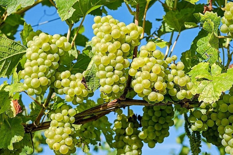 В Краснодарском крае в 2019 году планируют собрать не менее 200 тыс. тонн винограда 