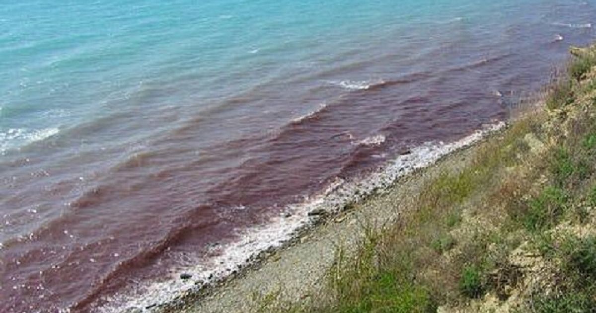 Красный анапа краснодарский край. Красное море в Анапе 2022. Черное море цветет Анапа. Море в Анапе окрасилось в красный. Черное море в Анапе покраснело.
