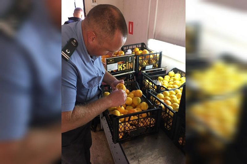 Более 60 тыс. тонн мандаринов из Турции, Абхазии и Ирана ввезли в Краснодарский край