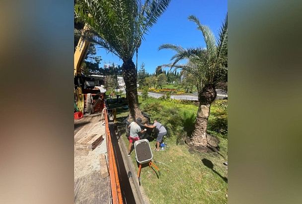 В Центральном районе Сочи высадили новые пальмовые деревья