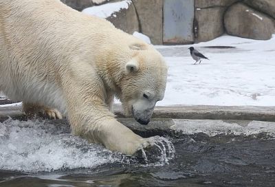 Японский зоопарк Токусима предлагает обменять капибар на белого медведя или амурского леопарда