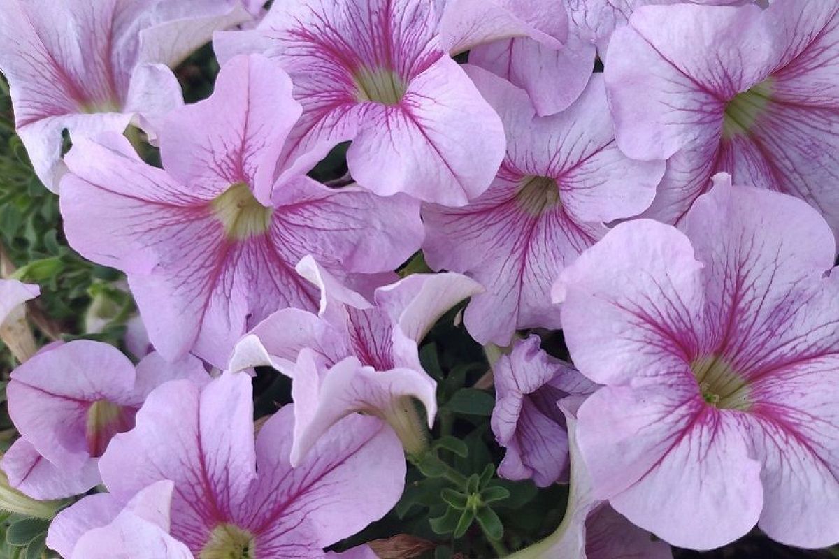 Купите 1 кустик хорошей петунии и размножьте ее черенками: будет цветущий сад и никаких заморочек с семенами