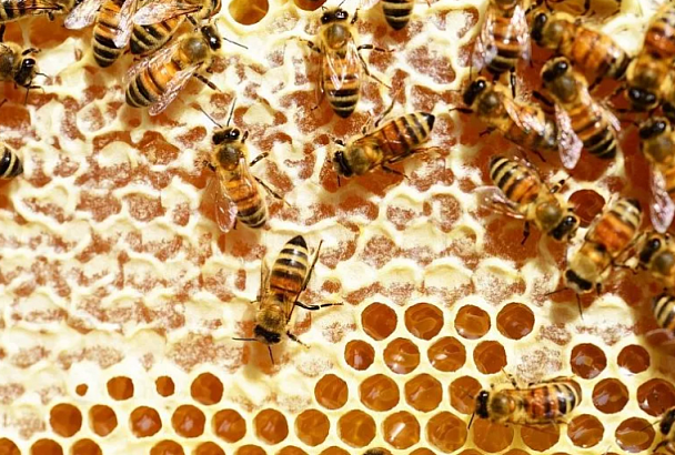 Как медом намазано: с фасада здания в центре Анапы дважды снимали рои пчел