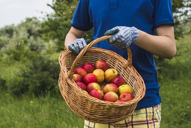 Как правильно ухаживать за яблонями, чтобы сохранить и увеличить урожай