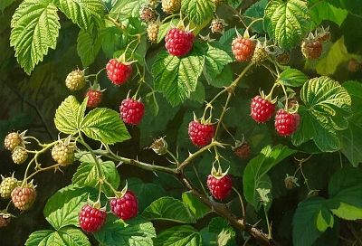 Одна столовая ложка удобрения творит чудеса: малина дает урожай как в сказке. Чем подкормить кусты в апреле