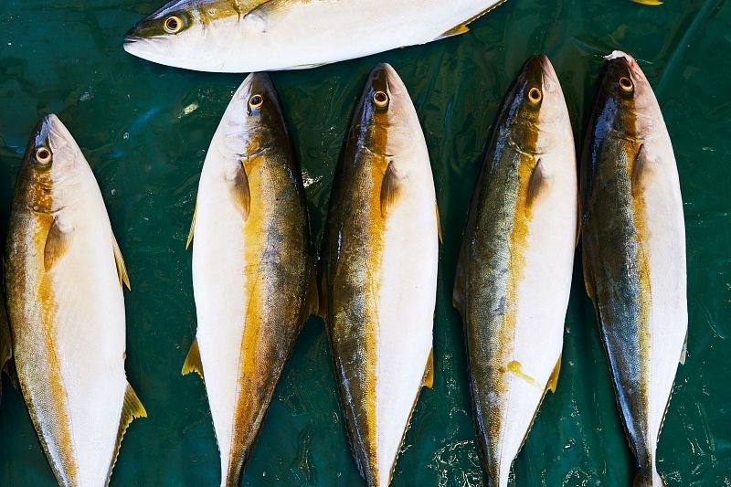 Ученые рассказали, какую рыбу надо есть, чтобы продлить жизнь на пять лет