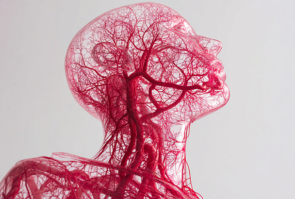 Как сохранить сосуды чистыми до глубокой старости