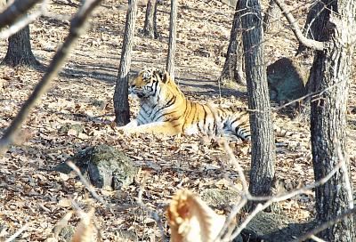 Директор «Парка тигров» прокомментировал возможный переезд тигра Амура в Краснодарский край