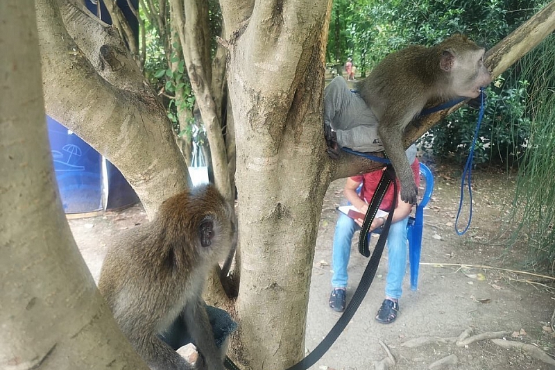 В Сочи у незаконных фотографов изъяли двух обезьян 
