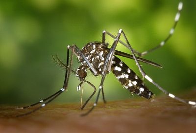 Появившиеся в Краснодарском крае тигровые комары переносят опасные заболевания