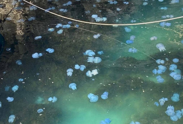 В кисель из медуз превратилось море у берегов Крыма