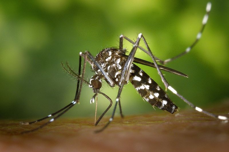 Появившиеся в Краснодарском крае тигровые комары переносят опасные заболевания