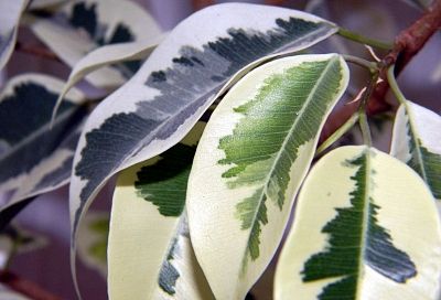 Пять эффективных способов заставить фикус превратиться в красивый куст. Поможет с первого раза!