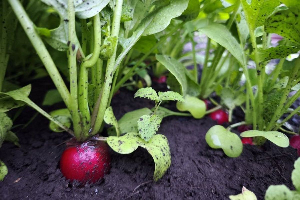 Второй урожай: какие овощи лучше всего сажать после редиса