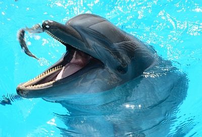 Владельца ейского дельфинария обязали кормить питомцев качественной рыбой