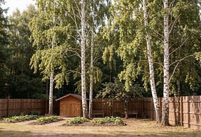 Не сажай, оштрафуют: дачникам грозит до 50 тысяч рублей за любимые деревья