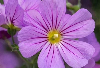 Как вырастить вербену из семян: от посева до цветения. Яркий ковер на клумбе все лето 