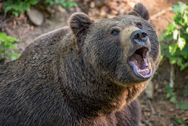 Из-за нашествия медведей сочинские садоводы организовали круглосуточные дежурства