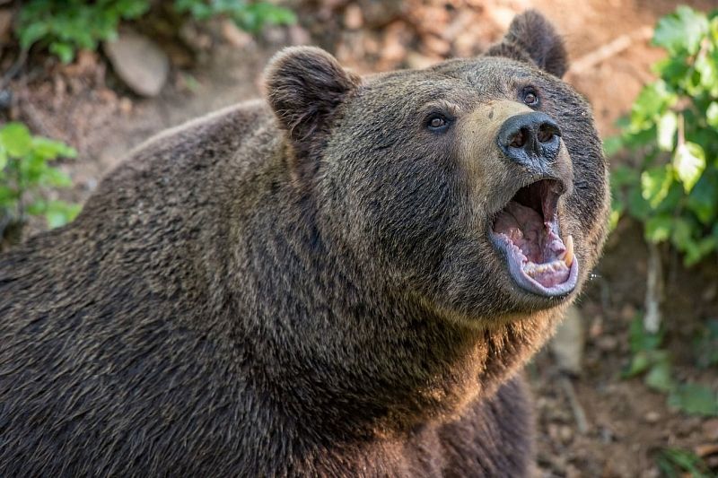 Из-за нашествия медведей сочинские садоводы организовали круглосуточные дежурства