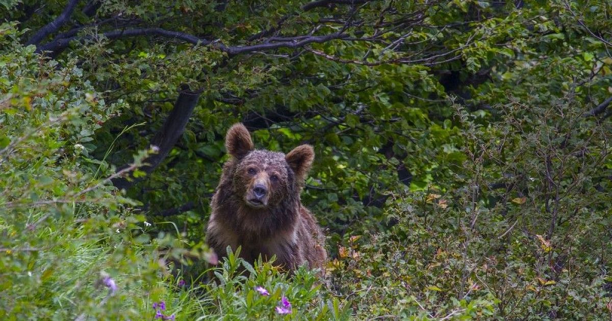 Кавказские медведи фото