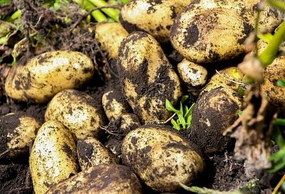 Картошка вырастет с кулак и очень вкусной: 1 прием удобрения с марта