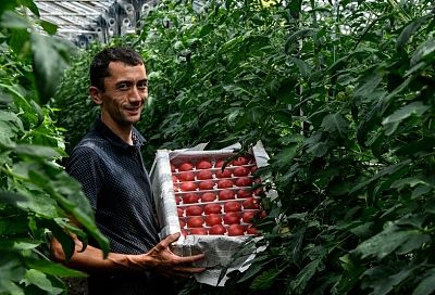 Жить настоящим в надежде на будущее: почему фермеры Кубани увеличивают производство овощей